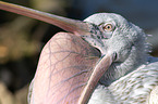 Dalmatian pelican