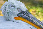Dalmatian pelican