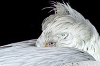Dalmatian pelican
