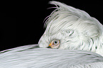 Dalmatian pelican