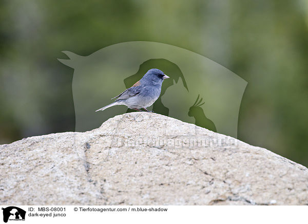 Junko / dark-eyed junco / MBS-08001