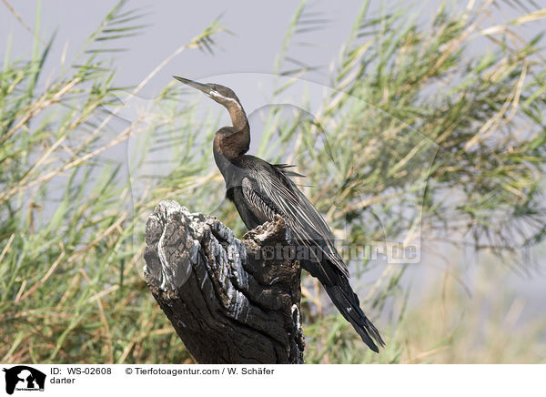 Schlangenhalsvogel / darter / WS-02608