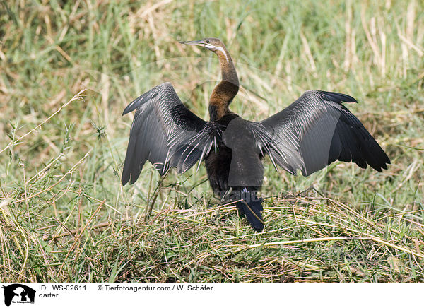 Schlangenhalsvogel / darter / WS-02611