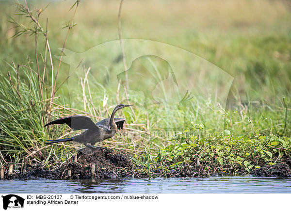 stehender Schlangenhalsvogel / standing African Darter / MBS-20137