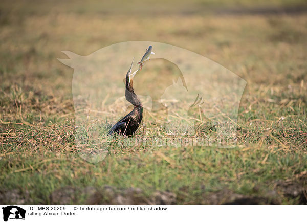 sitzender Schlangenhalsvogel / sitting African Darter / MBS-20209