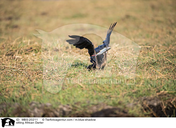 sitzender Schlangenhalsvogel / sitting African Darter / MBS-20211