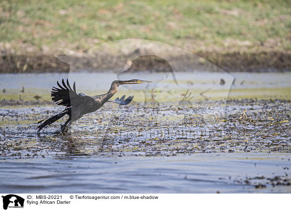 fliegender Schlangenhalsvogel / flying African Darter / MBS-20221