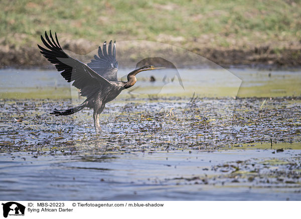 fliegender Schlangenhalsvogel / flying African Darter / MBS-20223