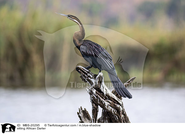 sitzender Schlangenhalsvogel / sitting African Darter / MBS-20295