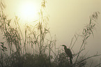 American darter