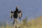 Australian Darter is drying its wings