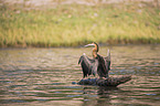 sitting African Darter