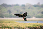flying African Darter
