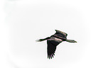 flying African Darter