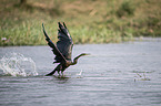 flying African Darter