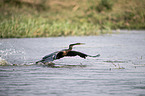 flying African Darter