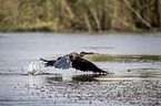 flying African Darter