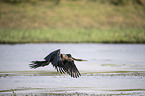 flying African Darter