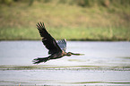 flying African Darter