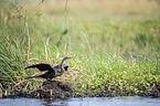 standing African Darter