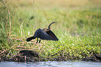 flying African Darter