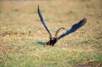 sitting African Darter