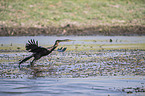 flying African Darter