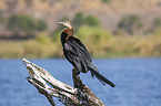 sitting African Darter