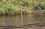 swimming African Darter