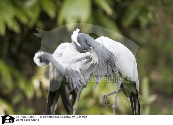 Demoiselle Crane / WS-02099