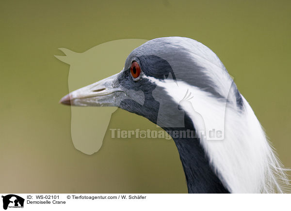 Demoiselle Crane / WS-02101
