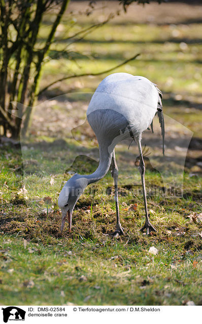 Jungfernkranich / demoiselle crane / DMS-02584