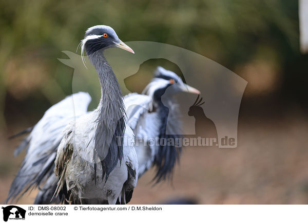 Jungfernkraniche / demoiselle crane / DMS-08002