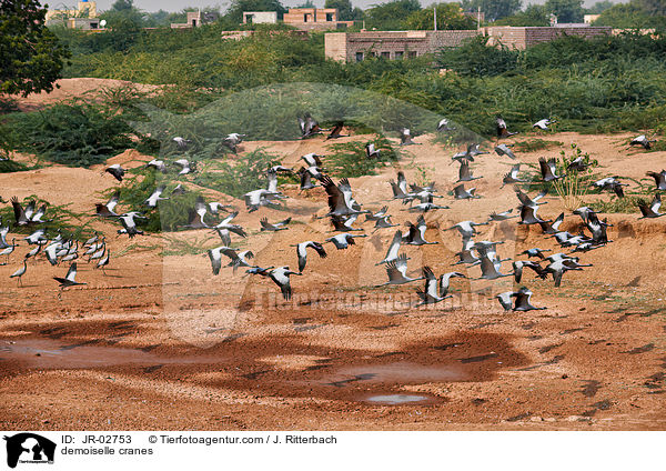 Jungfernkraniche / demoiselle cranes / JR-02753