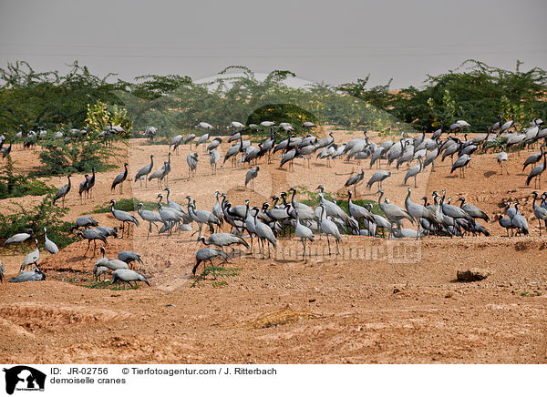 Jungfernkraniche / demoiselle cranes / JR-02756