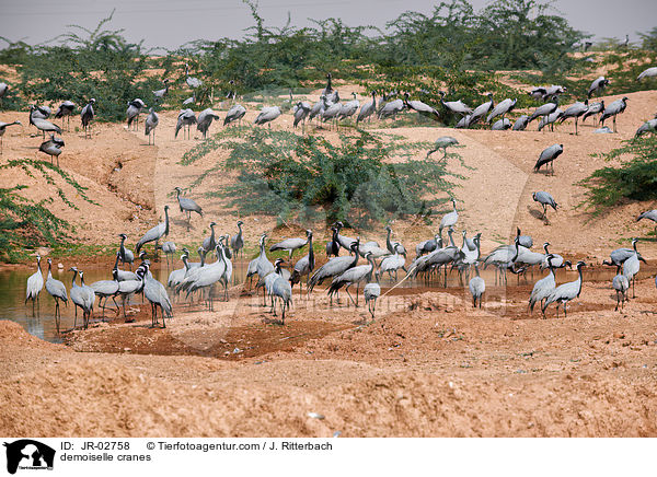 Jungfernkraniche / demoiselle cranes / JR-02758