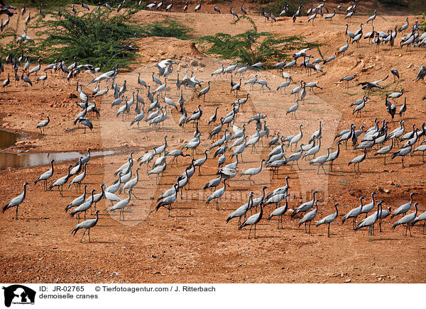 Jungfernkraniche / demoiselle cranes / JR-02765