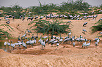 demoiselle cranes