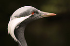 Demoiselle Crane portrait