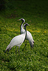 demoiselle crane