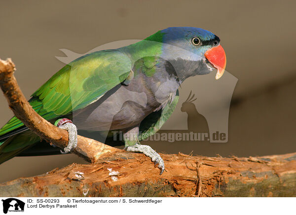 Chinasittich / Lord Derbys Parakeet / SS-00293