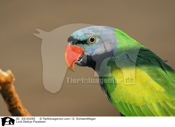 Chinasittich / Lord Derbys Parakeet / SS-00295