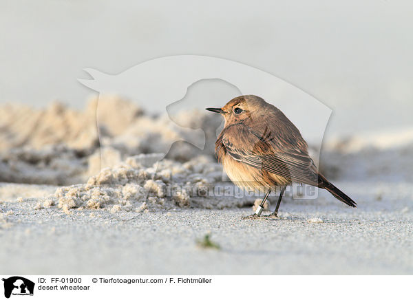 Wsten-Steinschmtzer / desert wheatear / FF-01900