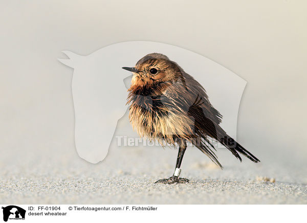 desert wheatear / FF-01904