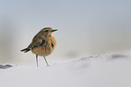 desert wheatear