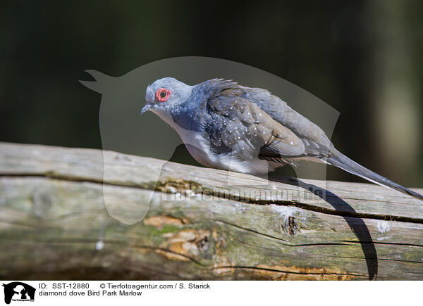 diamond dove Bird Park Marlow / SST-12880