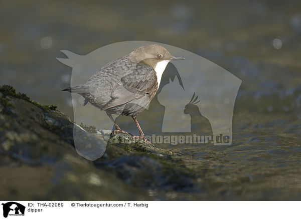 dipper / THA-02089