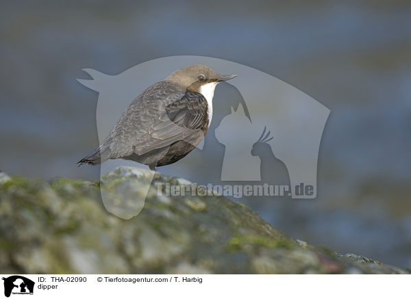 dipper / THA-02090
