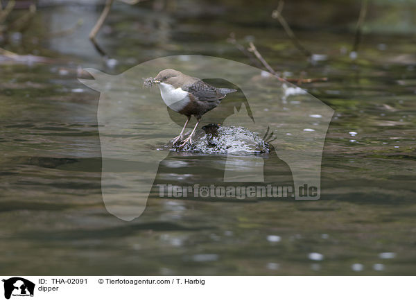 dipper / THA-02091