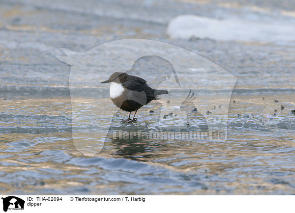 dipper / THA-02094